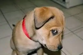 building confidence in shy dogs