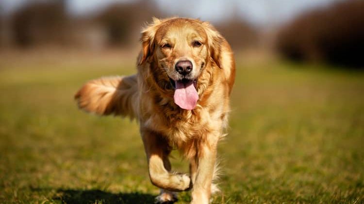 Adult Dog Training Maryland