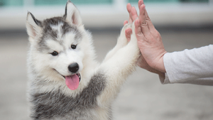 husky puppies high five